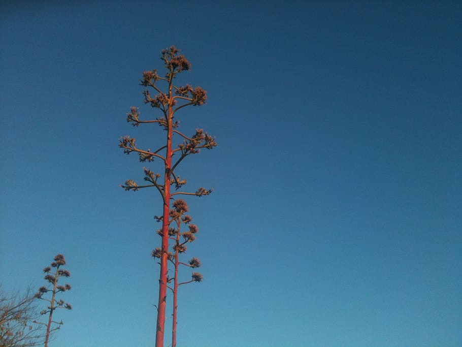 guara, blue, flower, sky, plant, low angle view, clear sky HD wallpaper