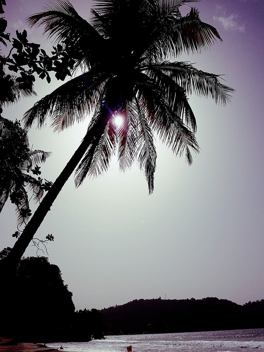 beach, coconut tree, sun, idyllic, caribbean, plant, sky, water HD wallpaper