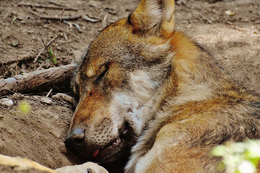 wolf, sleeping, relaxed, animal, wild animal, animal world HD wallpaper