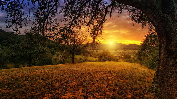 black and green trees near mountain at golden hour, nature HD wallpaper