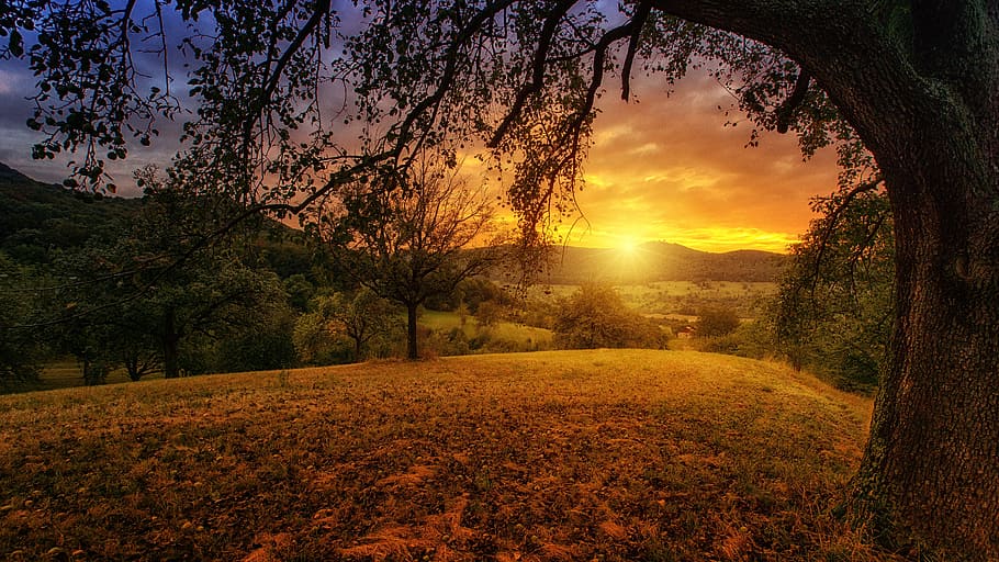 black and green trees near mountain at golden hour, nature HD wallpaper