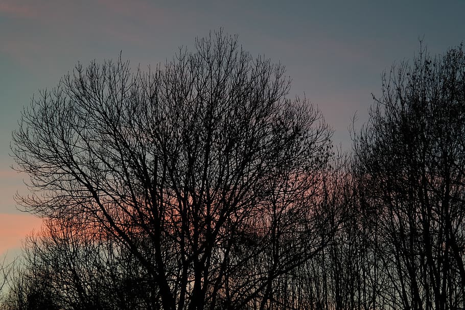 Trees, Aesthetic, Sunset, Afterglow, evening sky, clouds, abendstimmung
