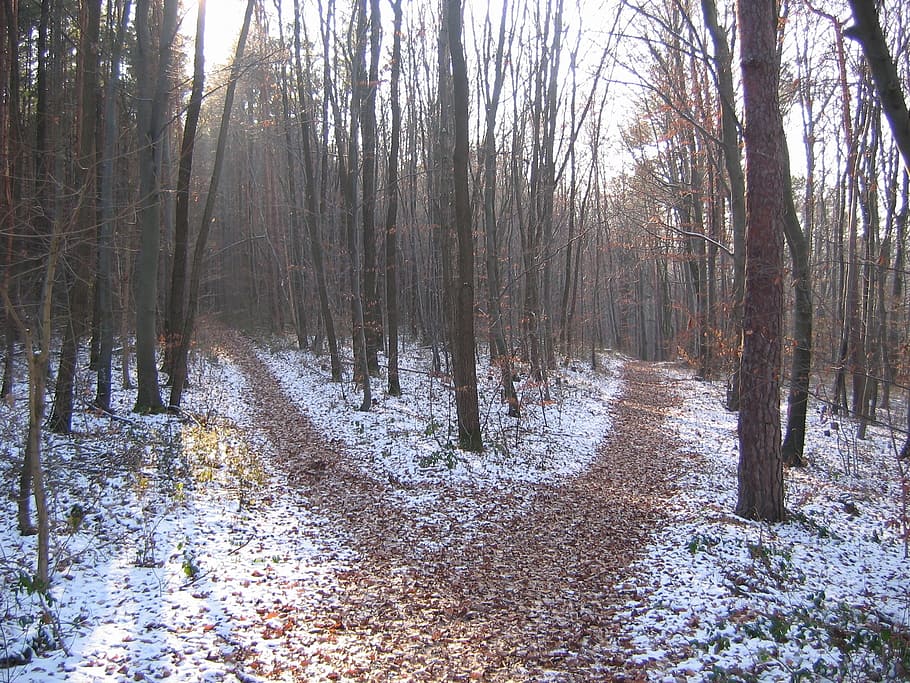 portrait photography of forest during daytime, forest path HD wallpaper