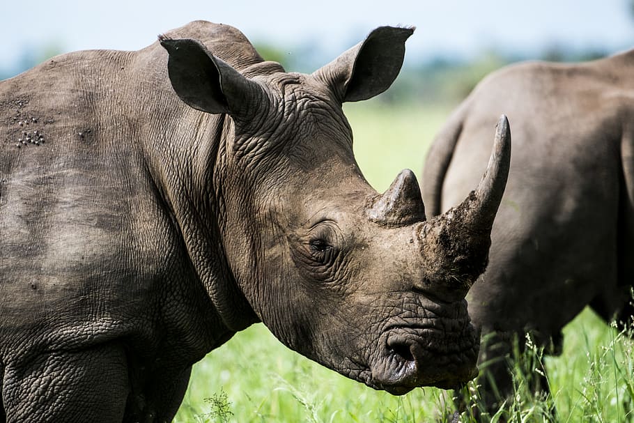 Gray Rhino in Macro Photography, animal photography, animals, HD wallpaper