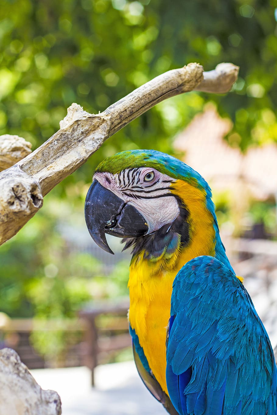 Blue-and-Yellow macaw beside tree, parrot, bird, feathers, branch HD wallpaper