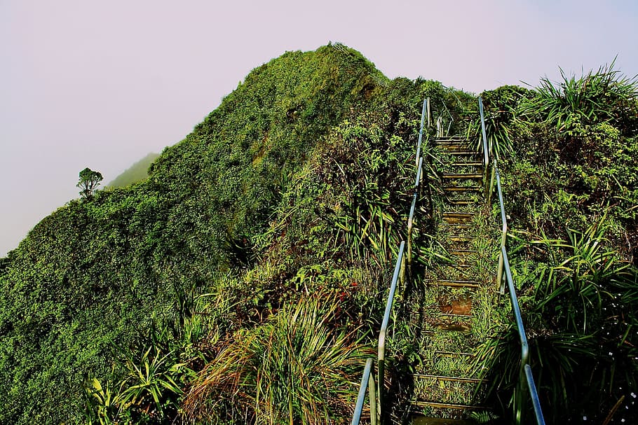 steps going up a hill, blue ladder surrounded by plants, green grass HD wallpaper