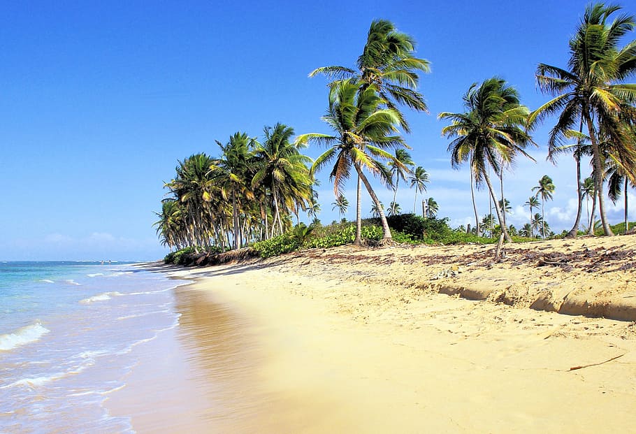 seashore with palm trees under blue skies, dominican republic