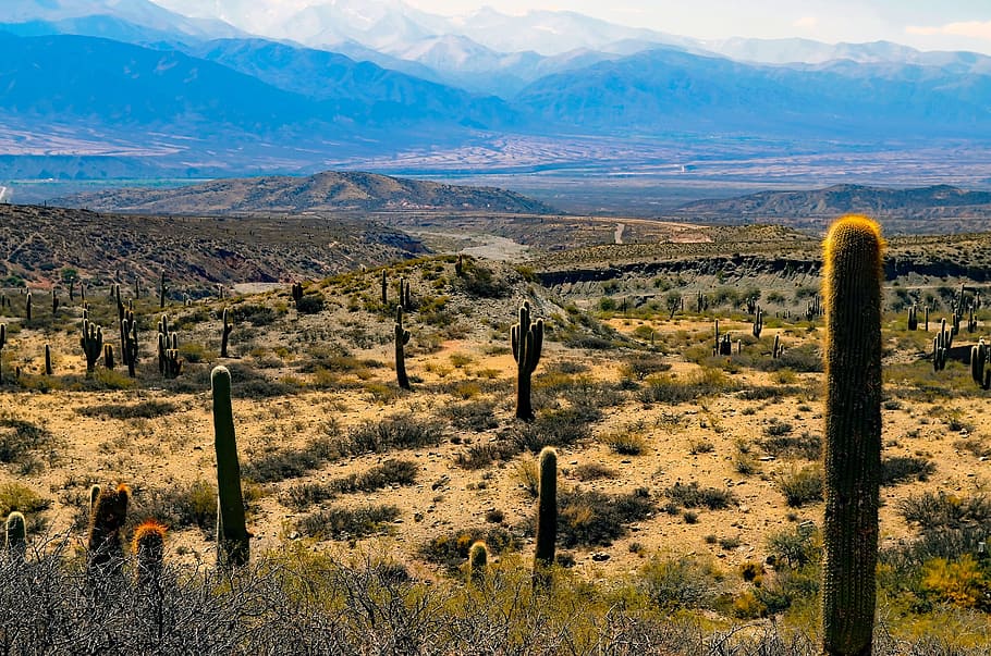 Green Cactus Plants, cacti, grass, hills, mountains, landscape HD wallpaper