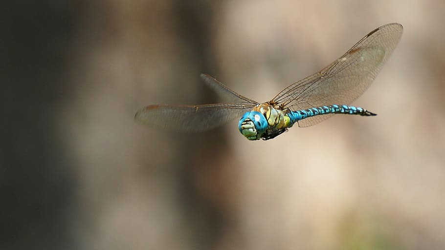 nature, insects, dragonfly, macro, flight, wings, animal themes HD wallpaper