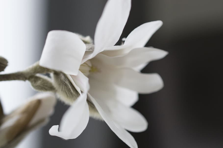 magnolia, flower, button, bloom, flowers, nature, spring, garden HD wallpaper