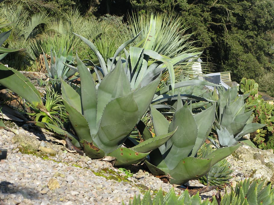 agave, plant, cactus, growth, green color, succulent plant HD wallpaper