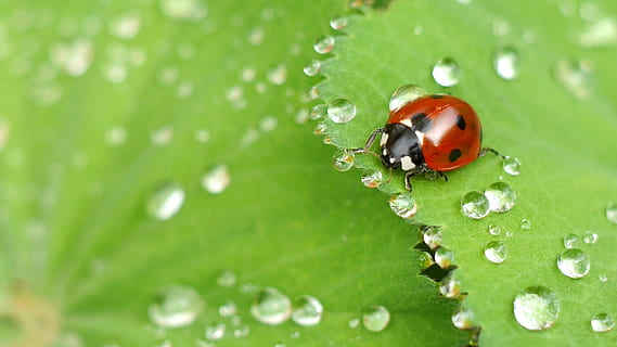 ladybug on green leaf with dew drops in macro photography, beetle HD wallpaper