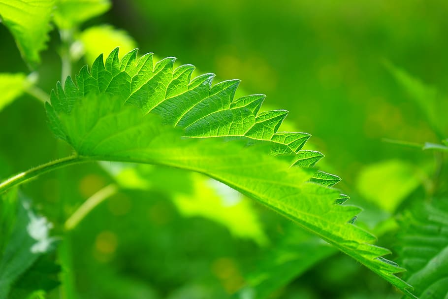 focus photo of green leaf, stinging nettle, leaves, burning hair
