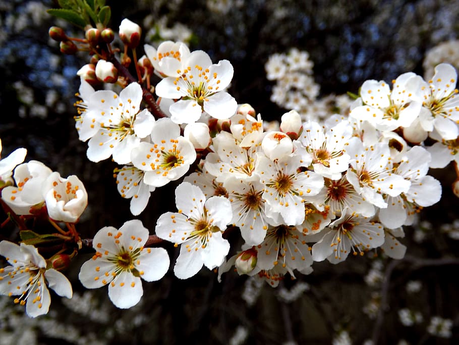flower, white spring, casey, fragility, flowering plant, growth HD wallpaper