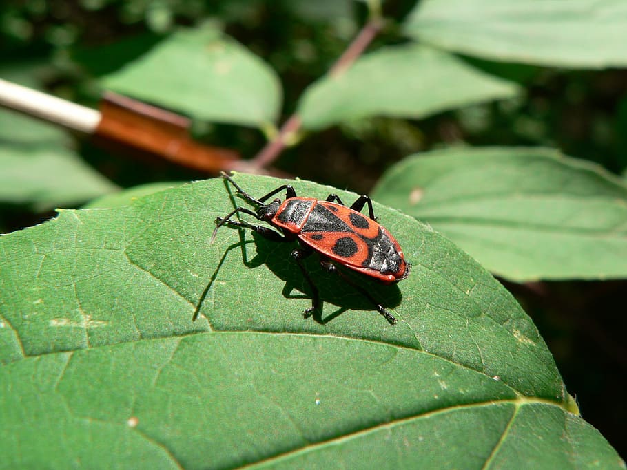 nature, beetle, insect, arthropod, forest, black, red, plant part HD wallpaper