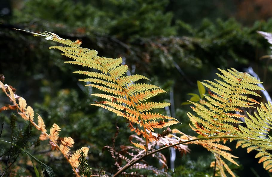 nature, leaf, light, autumn, plant, growth, focus on foreground HD wallpaper