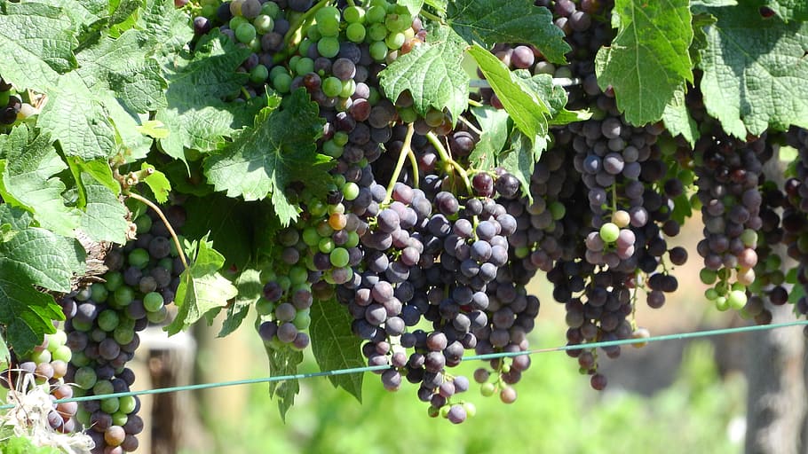 vineyard, grapevine, viticulture, wine, grapes, the grapes HD wallpaper