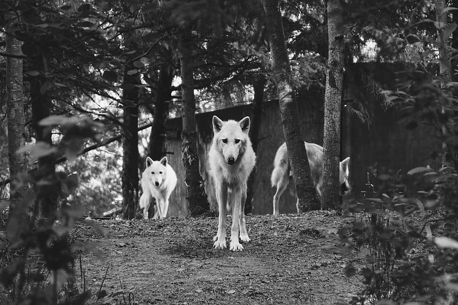 gray scale photo of three dogs on forest, grayscale photography of wolves standing in woods, HD wallpaper