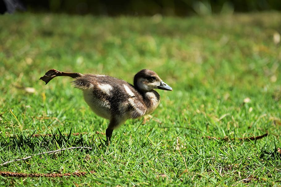brown and white duck on grass, brown duckling walking in green grass