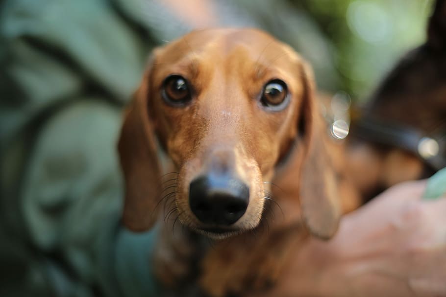 shallow focus photography of adult brown daschund, close-up photo of tan dachshund, HD wallpaper