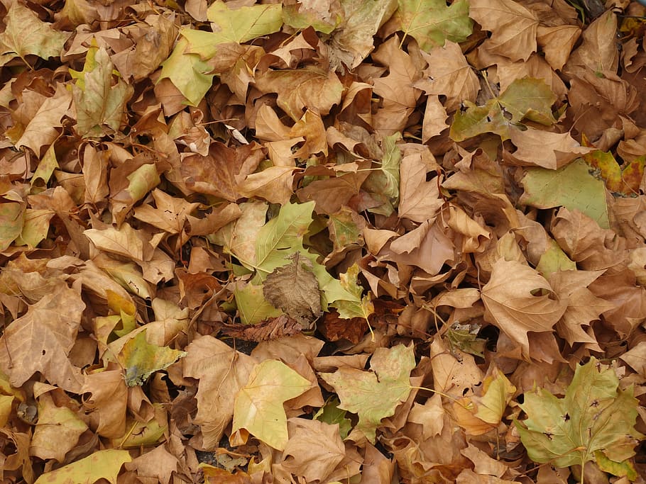 brown and green leaves, ground, texture, platanen leaves, autumn HD wallpaper