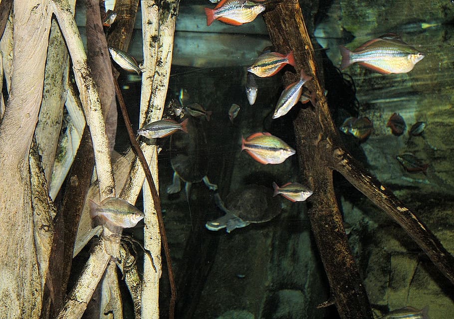 animals, nature, objects, people, fish, water, aquarium, tourists HD wallpaper