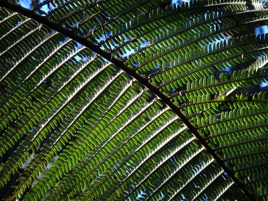 green fern plants, jungle, rainforest, nature, tropics, tropical, HD wallpaper