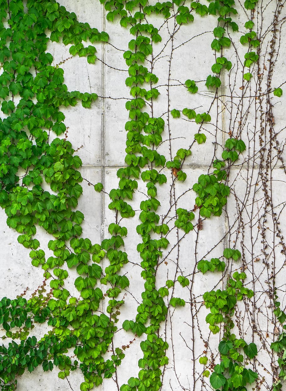 ivy, vine, the leaves, plants, hwalyeob, nature, damme, wall, HD wallpaper