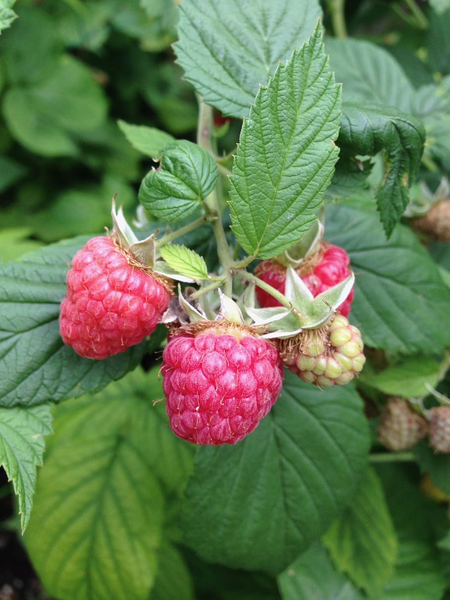 red, green, raspberry, plant, fruit, summer, fresh, organic HD wallpaper