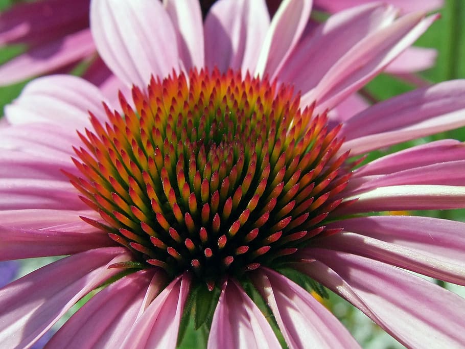 blossom, bloom, macro, pink, red, sun hat, echinacea, close HD wallpaper