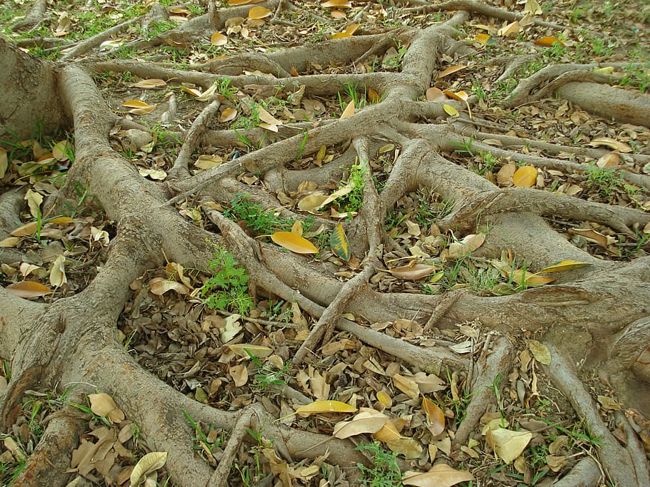 roots, tree, nature, trees, forest, vegetation, plant, wild nature HD wallpaper