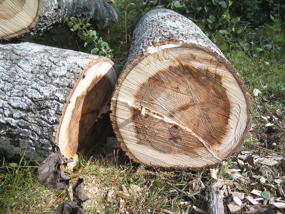 tree, forest, summer, tree felling, mark, bark, timber, log HD wallpaper