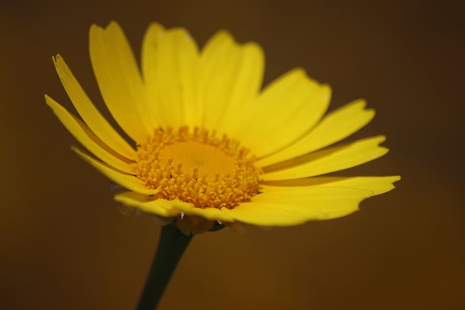 flower, yellow, spring, petals, margaret, chamomile, floret HD wallpaper