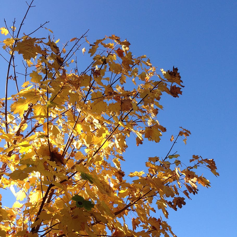 fall, leaves, trees, sky, blue, yellow, orange, low angle view HD wallpaper