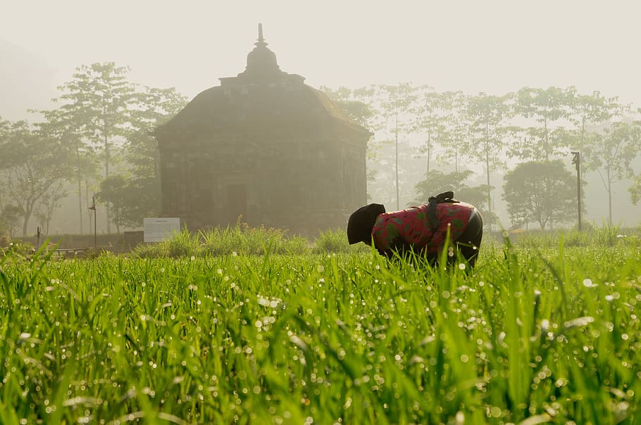 Farmer, Temple, Rice, Sunrise, morning, grass, building exterior HD wallpaper