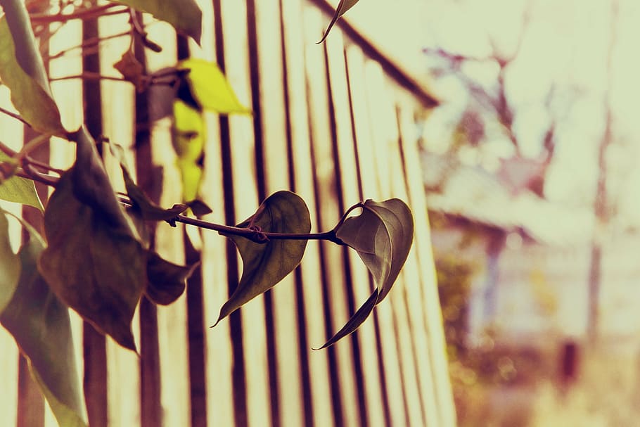 leaves, light, green, focus on foreground, plant, animal wildlife HD wallpaper