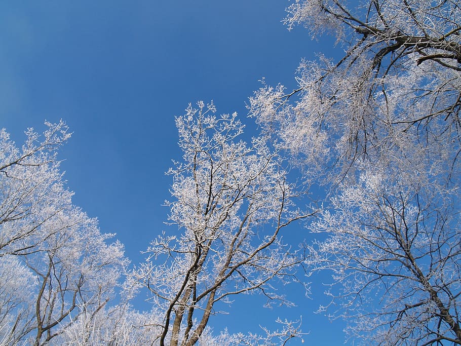 Forest, Winter Trees, wintry, nature, blue, sky, low angle view HD wallpaper