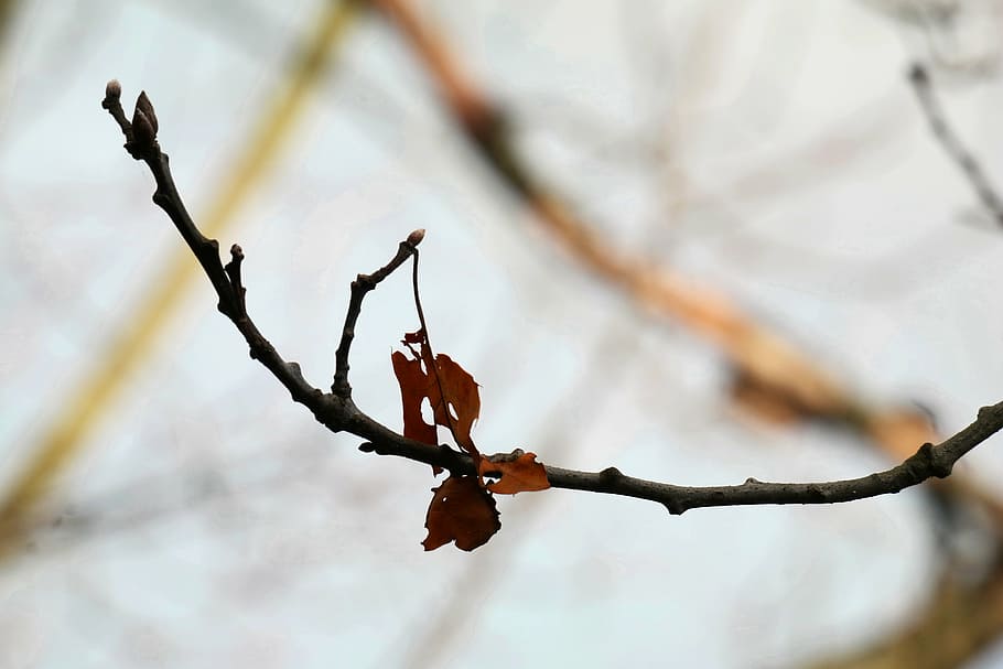 branch, leaf, autumn, oak, leaves, oak branch, oak leaves, oak leaf HD wallpaper