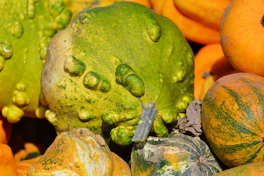 pumpkin, fruit, orange, autumn, cucurbita maxima, choose, large HD wallpaper