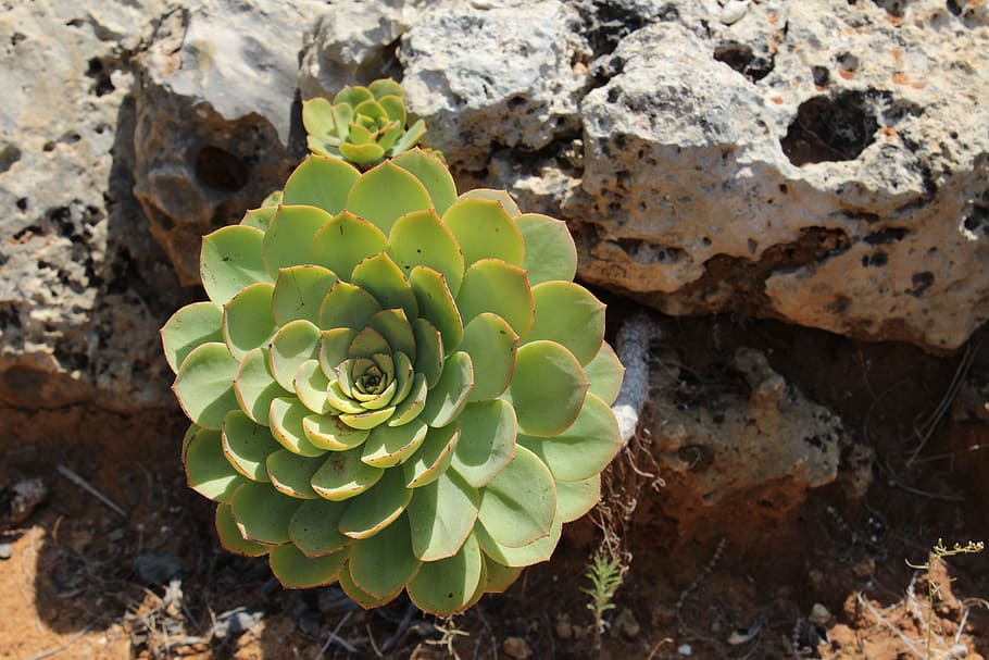 flower, rock, green, succulent plant, growth, cactus, nature HD wallpaper