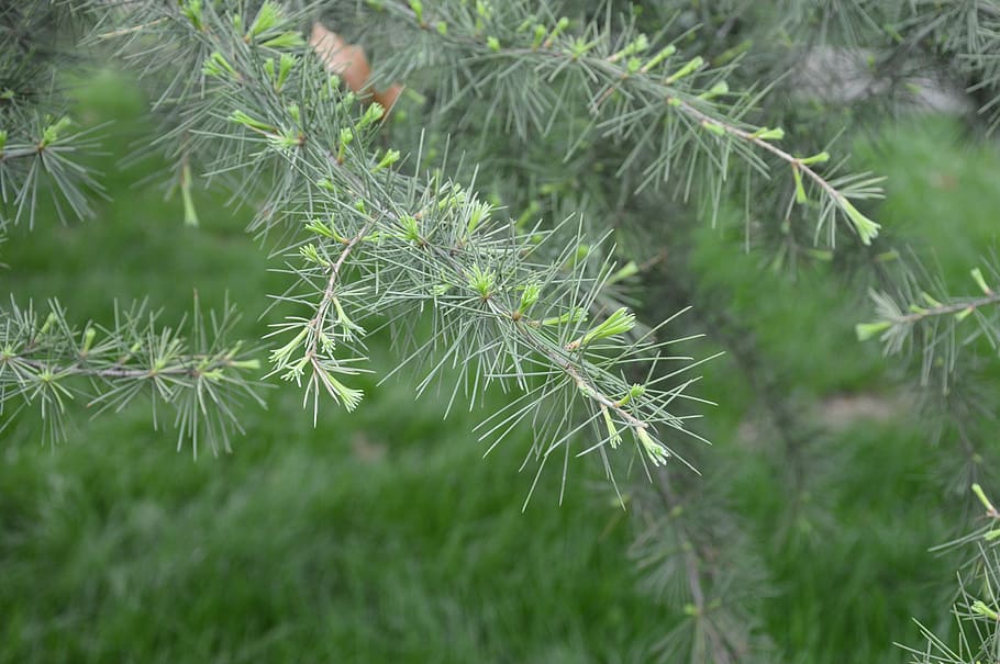 Pine, Tree, Needles, New Leaves, sprouting, spring, nature HD wallpaper
