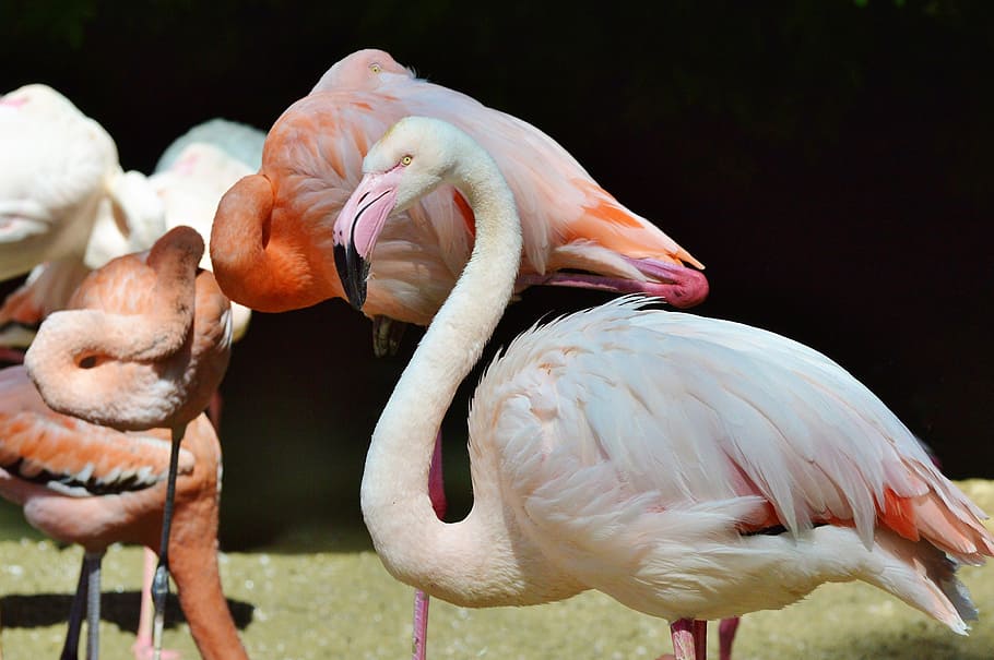 flamingo, bird, pink, bill, plumage, feather, birds, animal HD wallpaper