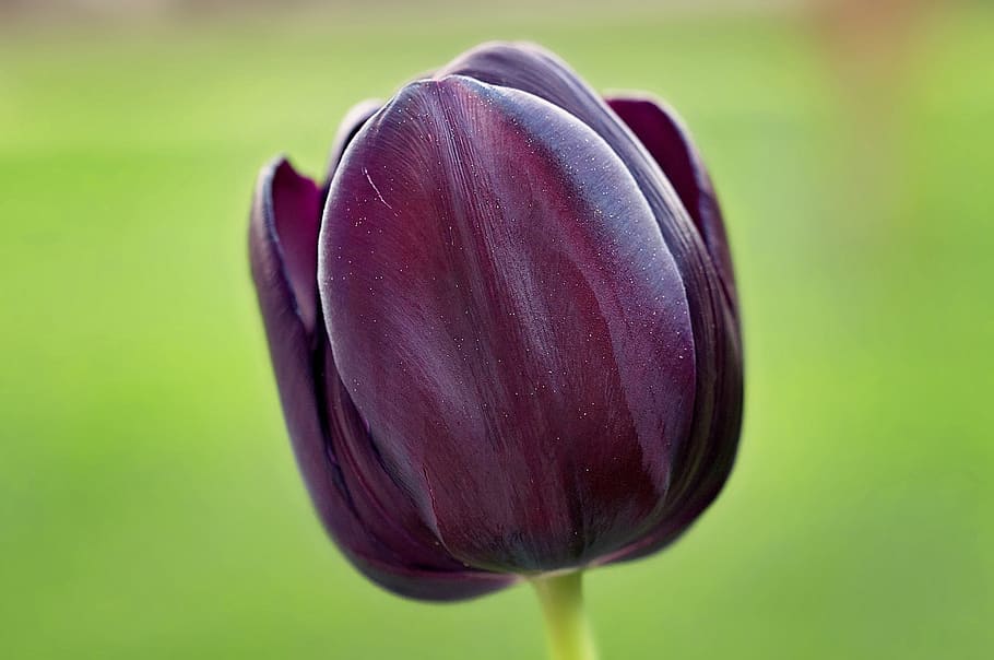 tulip, flower, violet, dark, beautiful, spring flower, schnittblume HD wallpaper