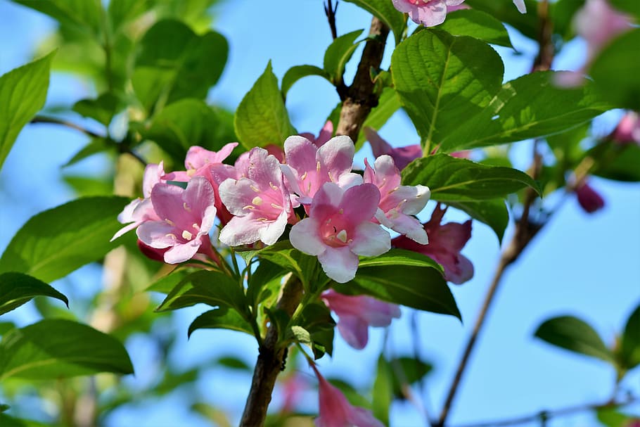 shallow focus photography of white and pink flowers with green leaves on branch during daytime