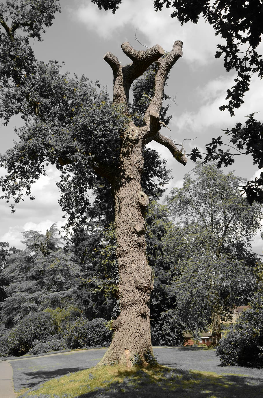 tree, nature, landscape, scene, drama, mood, impressive, dead plant HD wallpaper