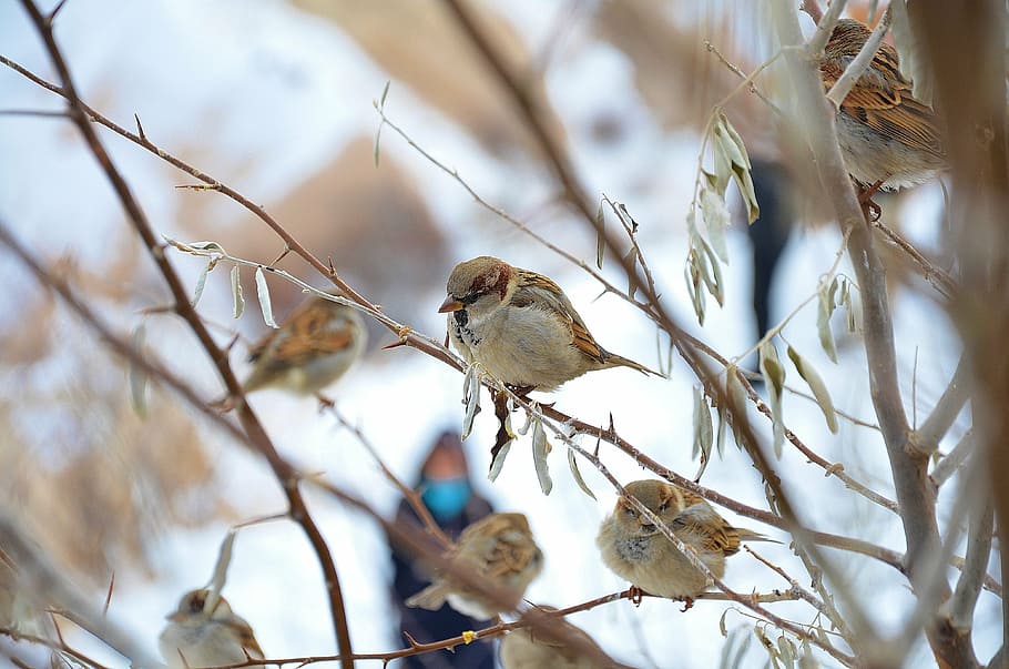 sparrow bird on tree branch, fly, wings, feather, wildlife HD wallpaper