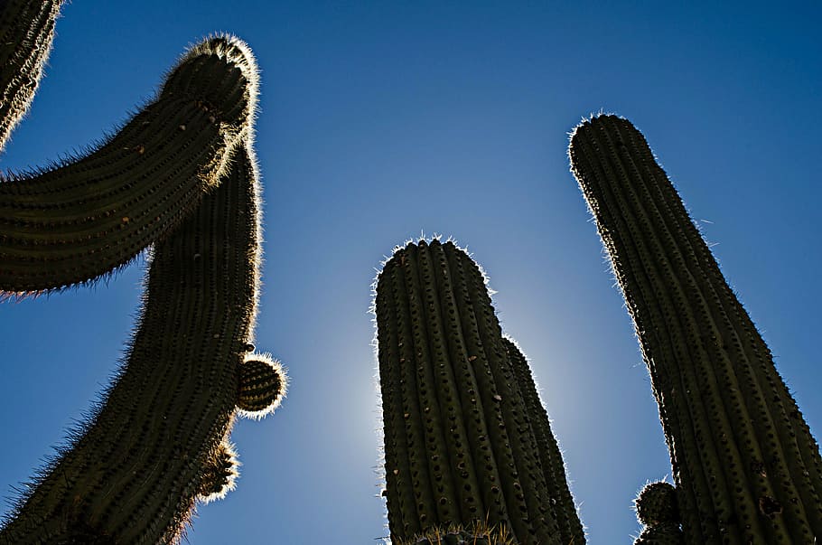 backlight, cardón, sky, cactus, succulent plant, saguaro cactus HD wallpaper
