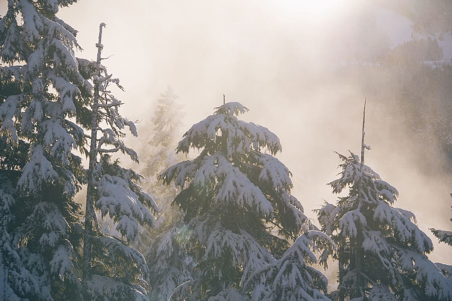 tall trees covered with snow, winter scene, fir trees, conifers HD wallpaper