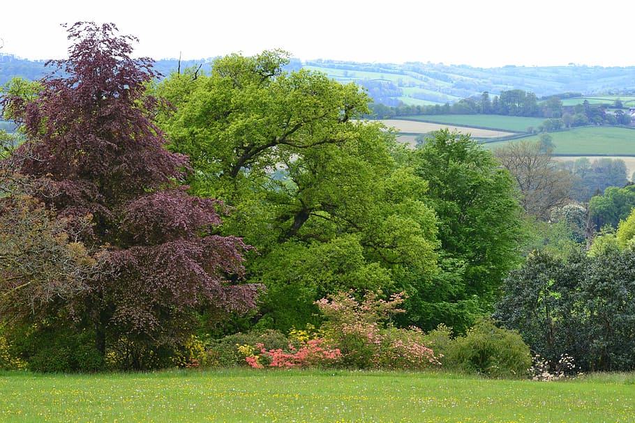 trees, spring, sunny, nature, outdoors, plant, beauty in nature HD wallpaper
