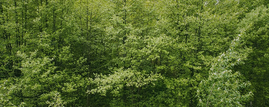 landscape, nature, forest, trees, branches, daylight, environment HD wallpaper